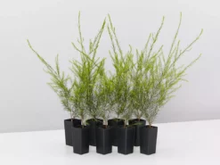 Shrubs Melaleuca Armillaris Pink