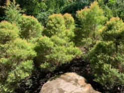 Shrubs Melaleuca Claret Tops