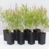 Shrubs Melaleuca Claret Tops