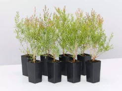 Shrubs Melaleuca Claret Tops