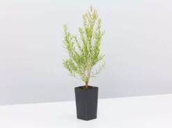 Shrubs Melaleuca Claret Tops