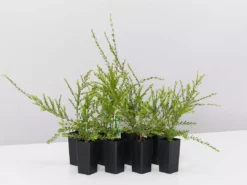 Shrubs Melaleuca Thymifolia Cotton Candy