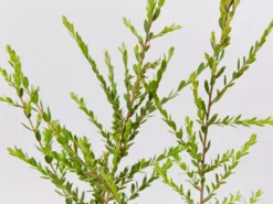 Shrubs Melaleuca Thymifolia Cotton Candy 10 Shrubs Melaleuca Thymifolia Cotton Candy