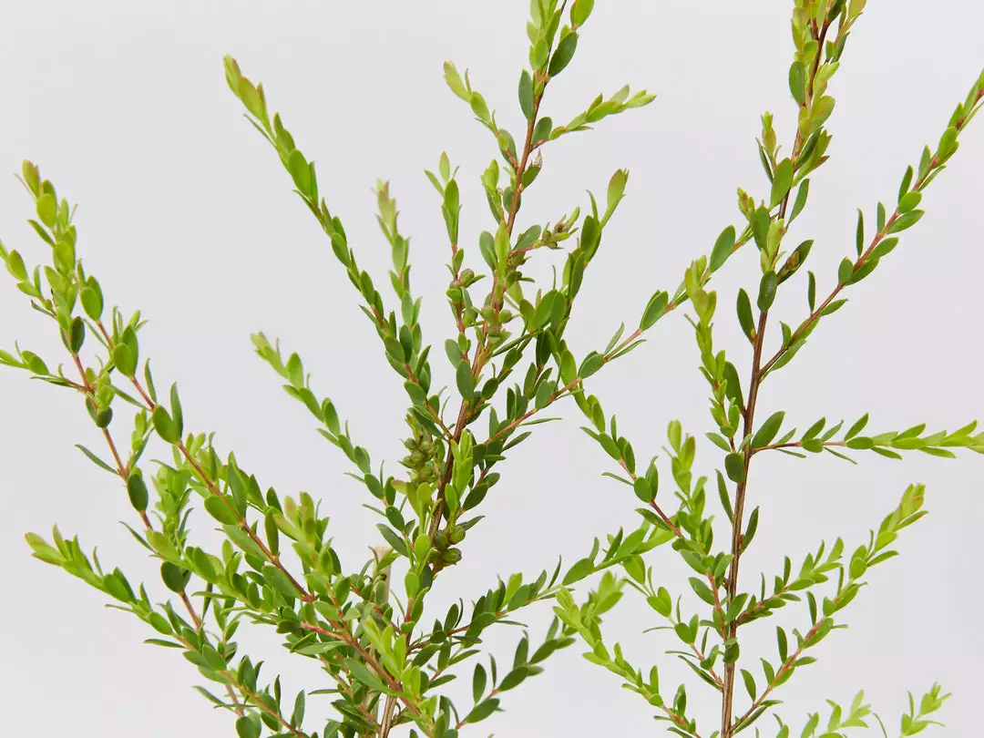 Shrubs Melaleuca Thymifolia Cotton Candy 6 Shrubs Melaleuca Thymifolia Cotton Candy