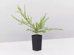 Shrubs Melaleuca Thymifolia Cotton Candy 9 Shrubs Melaleuca Thymifolia Cotton Candy