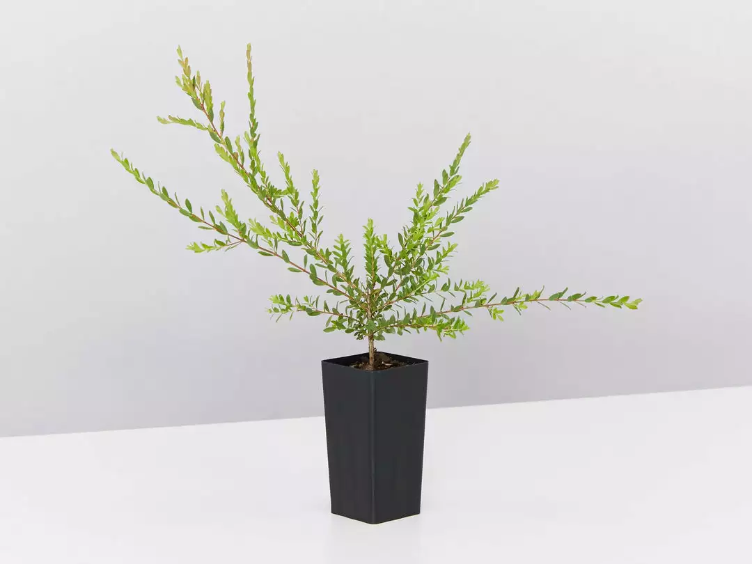 Shrubs Melaleuca Thymifolia Cotton Candy 5 Shrubs Melaleuca Thymifolia Cotton Candy