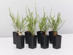 Shrubs Melaleuca Thymifolia White Lace