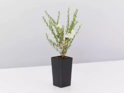 Shrubs Melaleuca Thymifolia White Lace