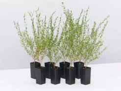 Shrubs Melaleuca Thymifolia