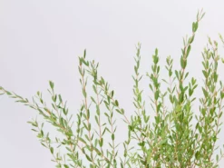 Shrubs Melaleuca Thymifolia 10 Shrubs Melaleuca Thymifolia