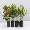 Hedge Shrubs Metrosideros Fiji Fire™