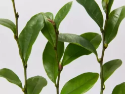 Hedge Michelia Coco 10 Hedge Michelia Coco