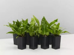 Indoor Garden Microsorum Crocodyllus Pet-friendly Indoor Plants