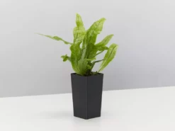Indoor Garden Microsorum Crocodyllus Pet-friendly Indoor Plants