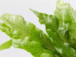 Indoor Garden Microsorum Crocodyllus Pet-friendly Indoor Plants