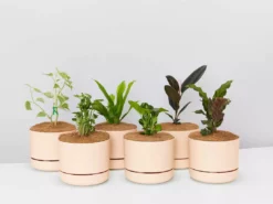 Indoor Garden Easy Care Plants 6 Bundle Box 📦 - Includes Plants, Pots & Soil