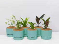 Indoor Garden Easy Care Plants 6 Bundle Box 📦 - Includes Plants, Pots & Soil