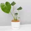 Pot + Plant Gift Box Monstera Taurii +Pot + Plant + Soil + Arch Stakes