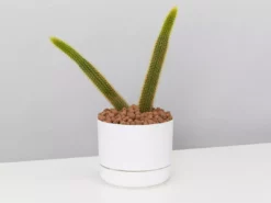 Cacti LECA + Golden Monkey Tail Cactus 🌵 Planter Easy Care Plants