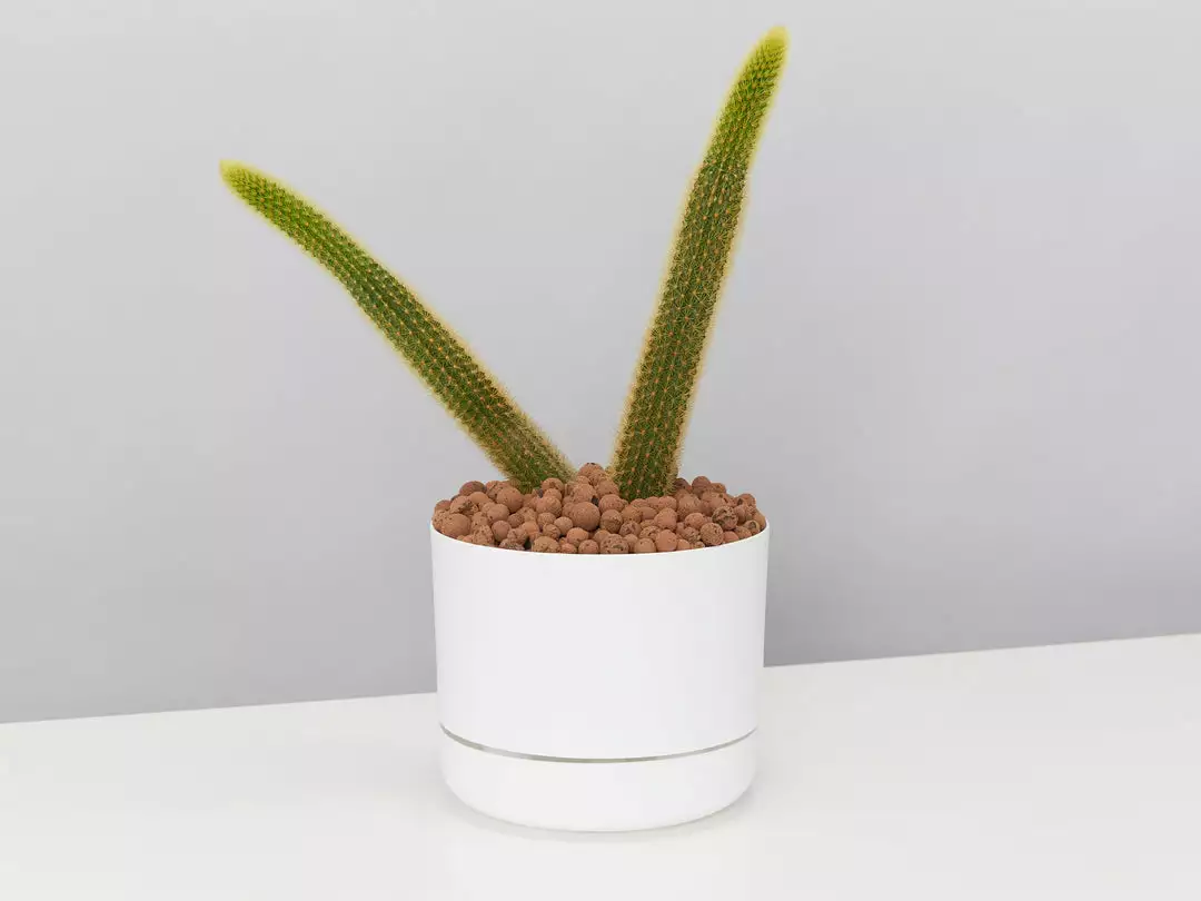 Cacti LECA + Golden Monkey Tail Cactus π΅ Planter Easy Care Plants 3 Cacti LECA + Golden Monkey Tail Cactus π΅ Planter Easy Care Plants