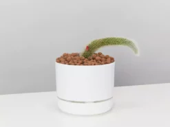 Cacti LECA + Soft Monkey Tail Cactus Planter Easy Care Plants