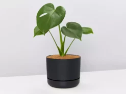Pot + Plant Gift Box Monstera Deliciosa Tauerii - Pot + Plant + Soil Birthday 23 Pot + Plant Gift Box Monstera Deliciosa Tauerii - Pot + Plant + Soil Birthday