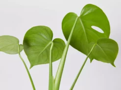 Pot + Plant Gift Box Monstera Deliciosa Tauerii - Pot + Plant + Soil Birthday 25 Pot + Plant Gift Box Monstera Deliciosa Tauerii - Pot + Plant + Soil Birthday