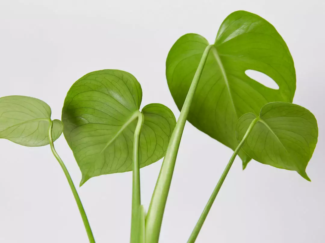 Pot + Plant Gift Box Monstera Deliciosa Tauerii - Pot + Plant + Soil Birthday 9 Pot + Plant Gift Box Monstera Deliciosa Tauerii - Pot + Plant + Soil Birthday