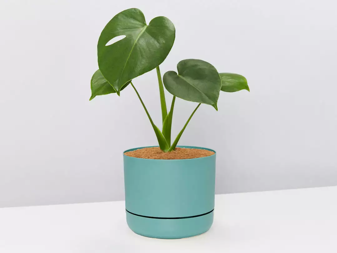 Pot + Plant Gift Box Monstera Deliciosa Tauerii - Pot + Plant + Soil Birthday 11 Pot + Plant Gift Box Monstera Deliciosa Tauerii - Pot + Plant + Soil Birthday