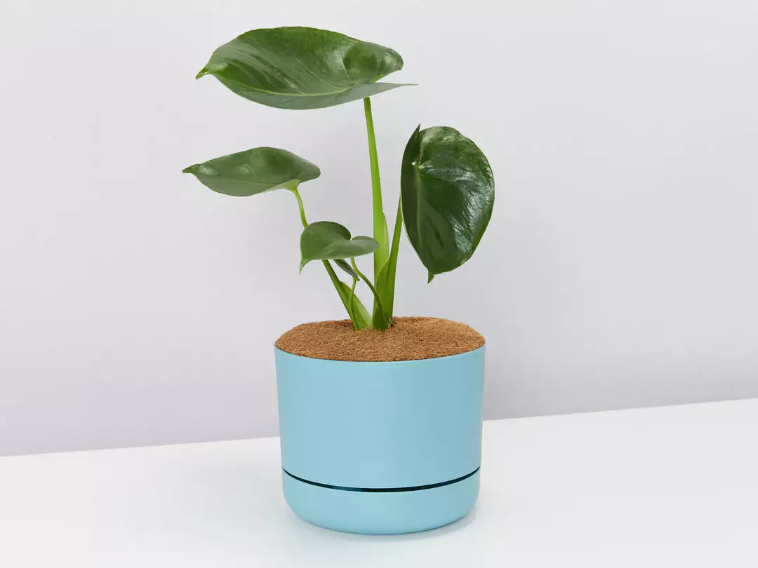 Pot + Plant Gift Box Monstera Deliciosa Tauerii - Pot + Plant + Soil Birthday 8 Pot + Plant Gift Box Monstera Deliciosa Tauerii - Pot + Plant + Soil Birthday