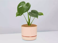 Pot + Plant Gift Box Monstera Deliciosa Tauerii - Pot + Plant + Soil Birthday 22 Pot + Plant Gift Box Monstera Deliciosa Tauerii - Pot + Plant + Soil Birthday