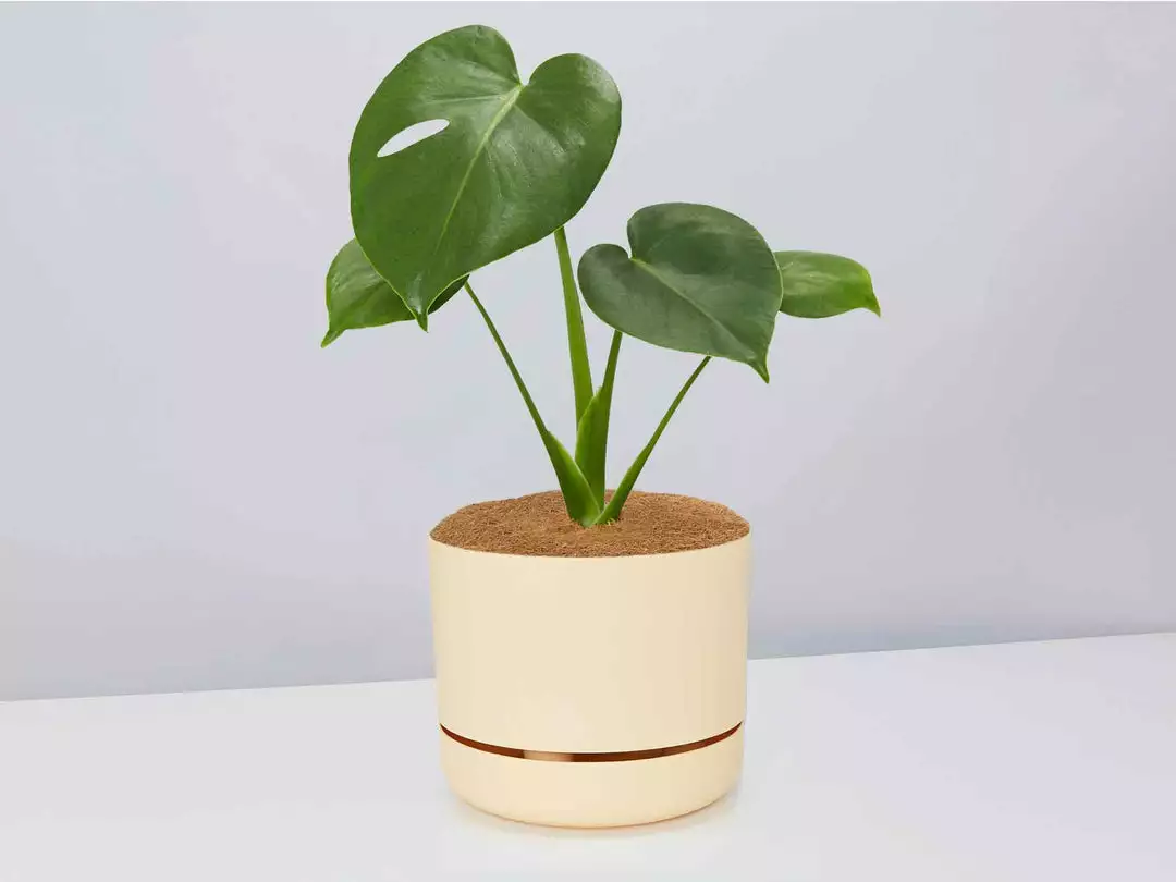 Pot + Plant Gift Box Monstera Deliciosa Tauerii - Pot + Plant + Soil Birthday 10 Pot + Plant Gift Box Monstera Deliciosa Tauerii - Pot + Plant + Soil Birthday