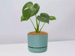 Pot + Plant Gift Box Monstera Deliciosa Tauerii - Pot + Plant + Soil Birthday 30 Pot + Plant Gift Box Monstera Deliciosa Tauerii - Pot + Plant + Soil Birthday