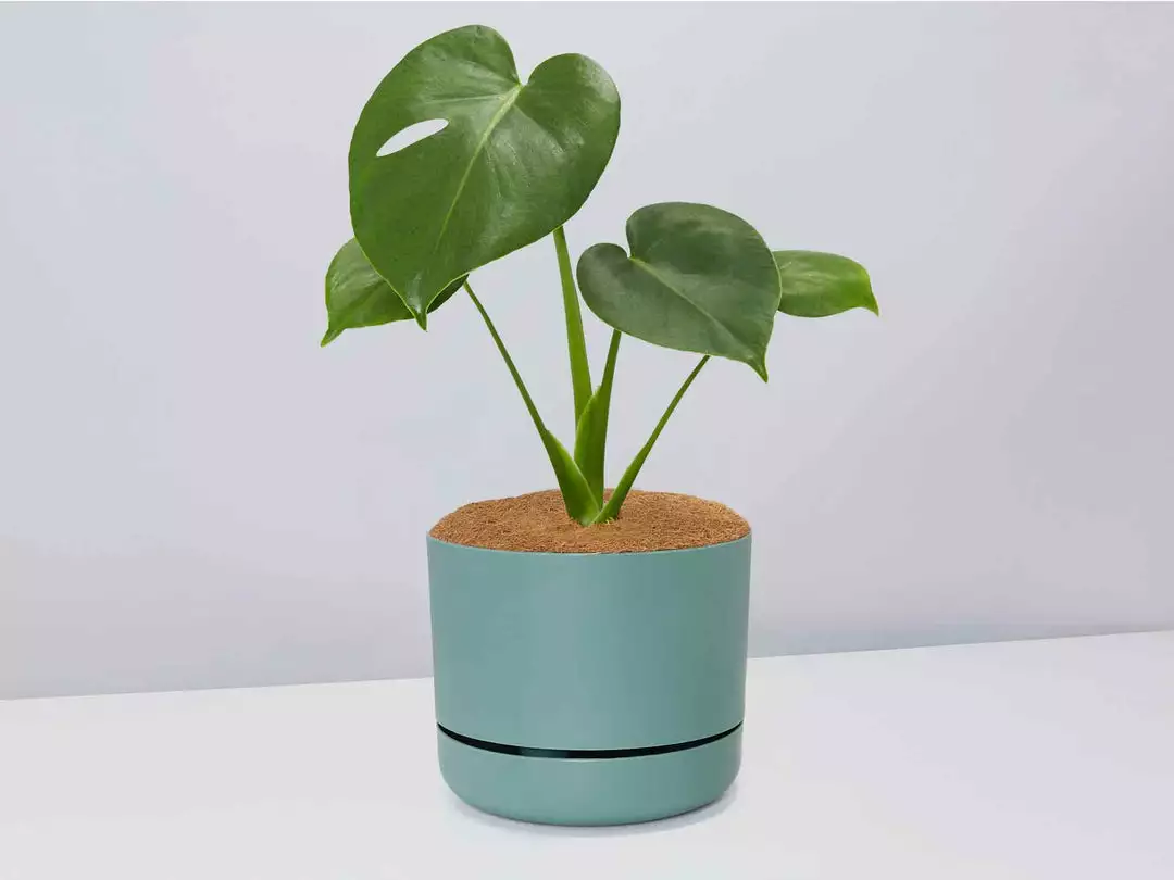 Pot + Plant Gift Box Monstera Deliciosa Tauerii - Pot + Plant + Soil Birthday 14 Pot + Plant Gift Box Monstera Deliciosa Tauerii - Pot + Plant + Soil Birthday