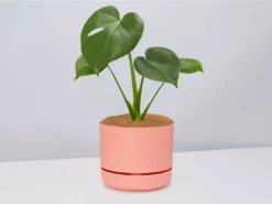 Pot + Plant Gift Box Monstera Deliciosa Tauerii - Pot + Plant + Soil Birthday 29 Pot + Plant Gift Box Monstera Deliciosa Tauerii - Pot + Plant + Soil Birthday