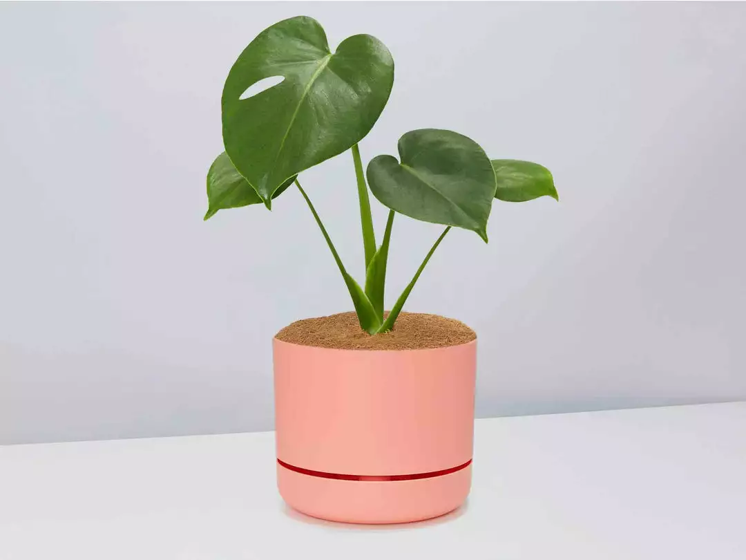 Pot + Plant Gift Box Monstera Deliciosa Tauerii - Pot + Plant + Soil Birthday 13 Pot + Plant Gift Box Monstera Deliciosa Tauerii - Pot + Plant + Soil Birthday