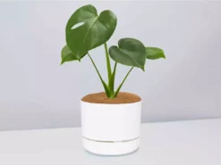 Pot + Plant Gift Box Monstera Deliciosa Tauerii - Pot + Plant + Soil Birthday 28 Pot + Plant Gift Box Monstera Deliciosa Tauerii - Pot + Plant + Soil Birthday