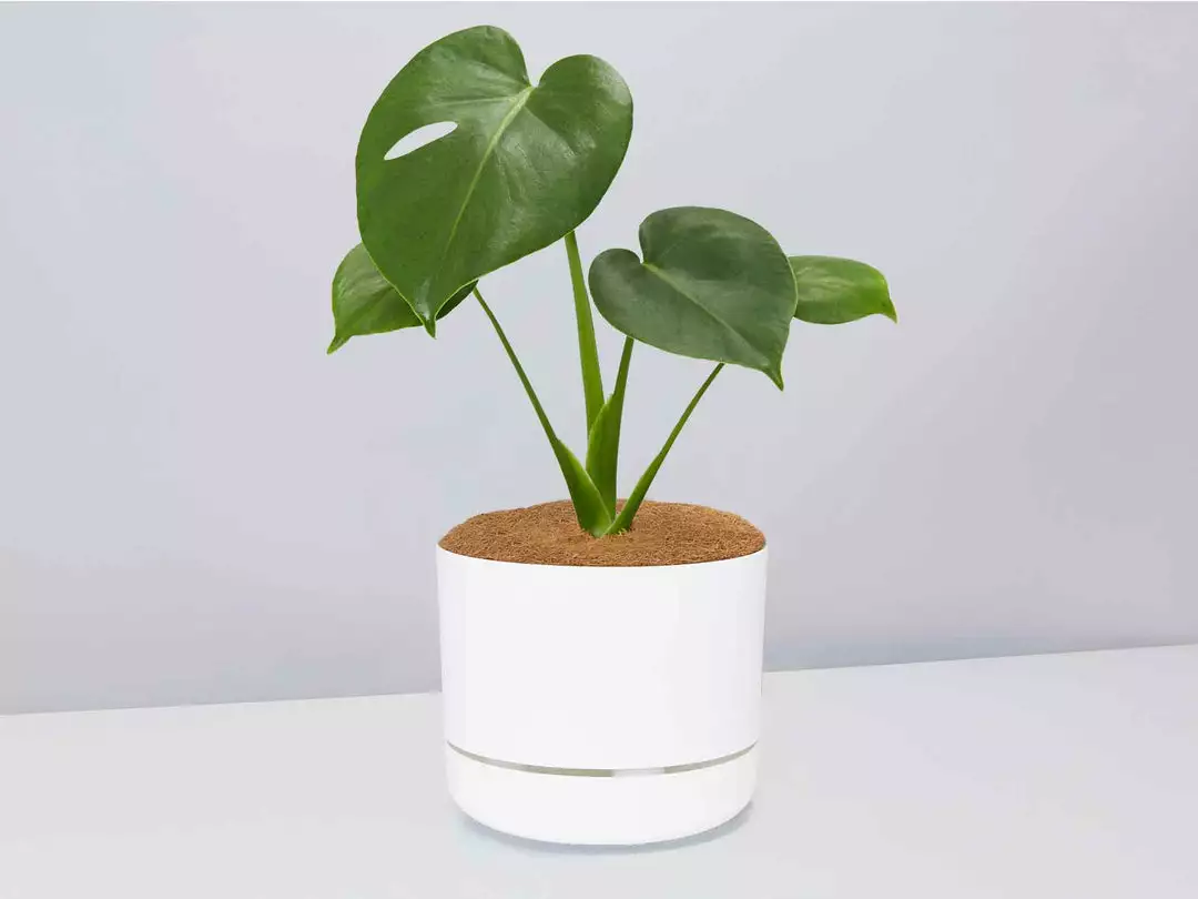 Pot + Plant Gift Box Monstera Deliciosa Tauerii - Pot + Plant + Soil Birthday 12 Pot + Plant Gift Box Monstera Deliciosa Tauerii - Pot + Plant + Soil Birthday