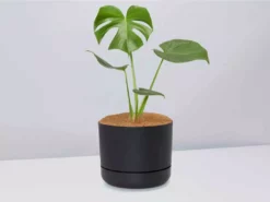 Pot + Plant Gift Box Monstera Deliciosa - Pot + Plant + Soil Birthday 20 Pot + Plant Gift Box Monstera Deliciosa - Pot + Plant + Soil Birthday