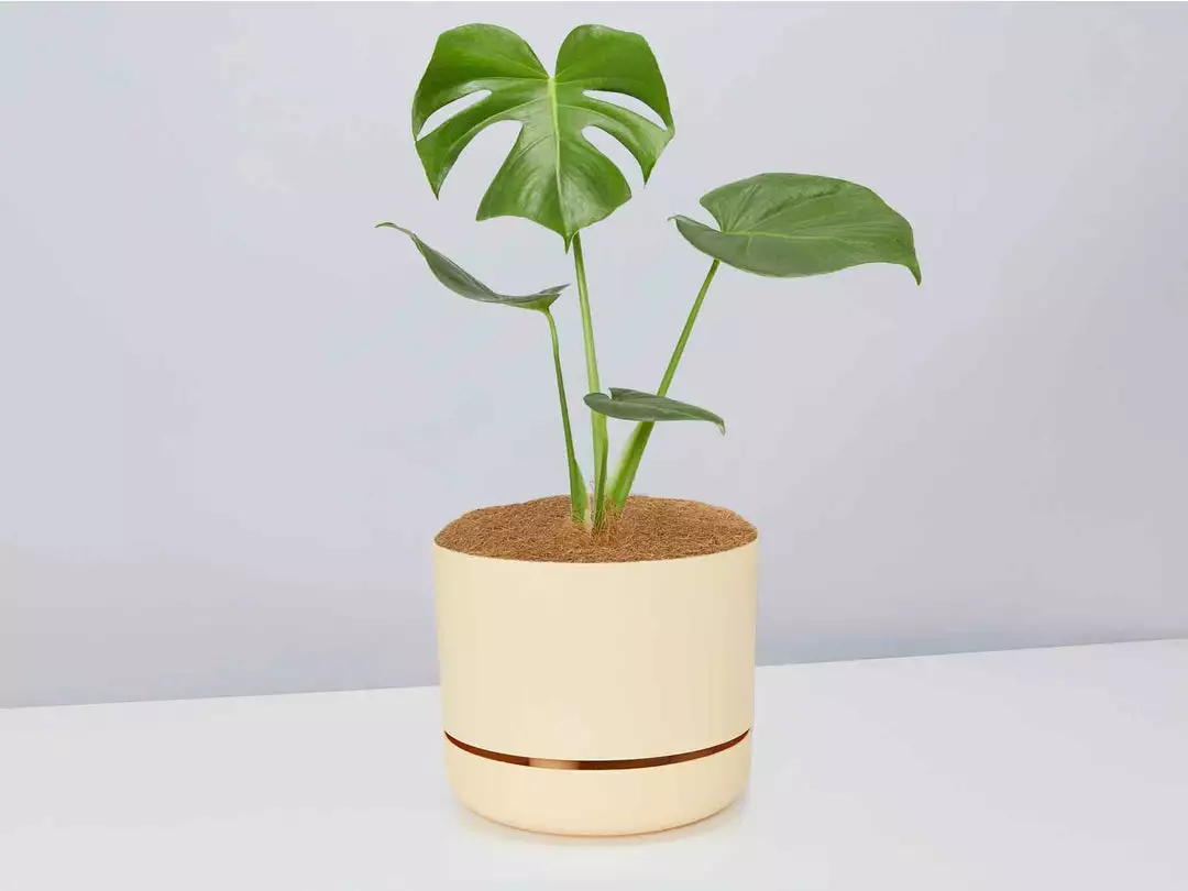 Pot + Plant Gift Box Monstera Deliciosa - Pot + Plant + Soil Birthday 3 Pot + Plant Gift Box Monstera Deliciosa - Pot + Plant + Soil Birthday