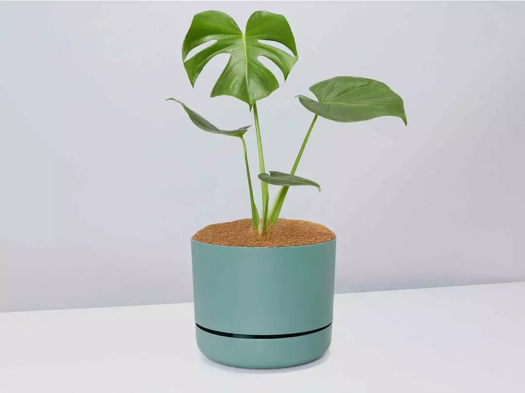Pot + Plant Gift Box Monstera Deliciosa - Pot + Plant + Soil Birthday 13 Pot + Plant Gift Box Monstera Deliciosa - Pot + Plant + Soil Birthday
