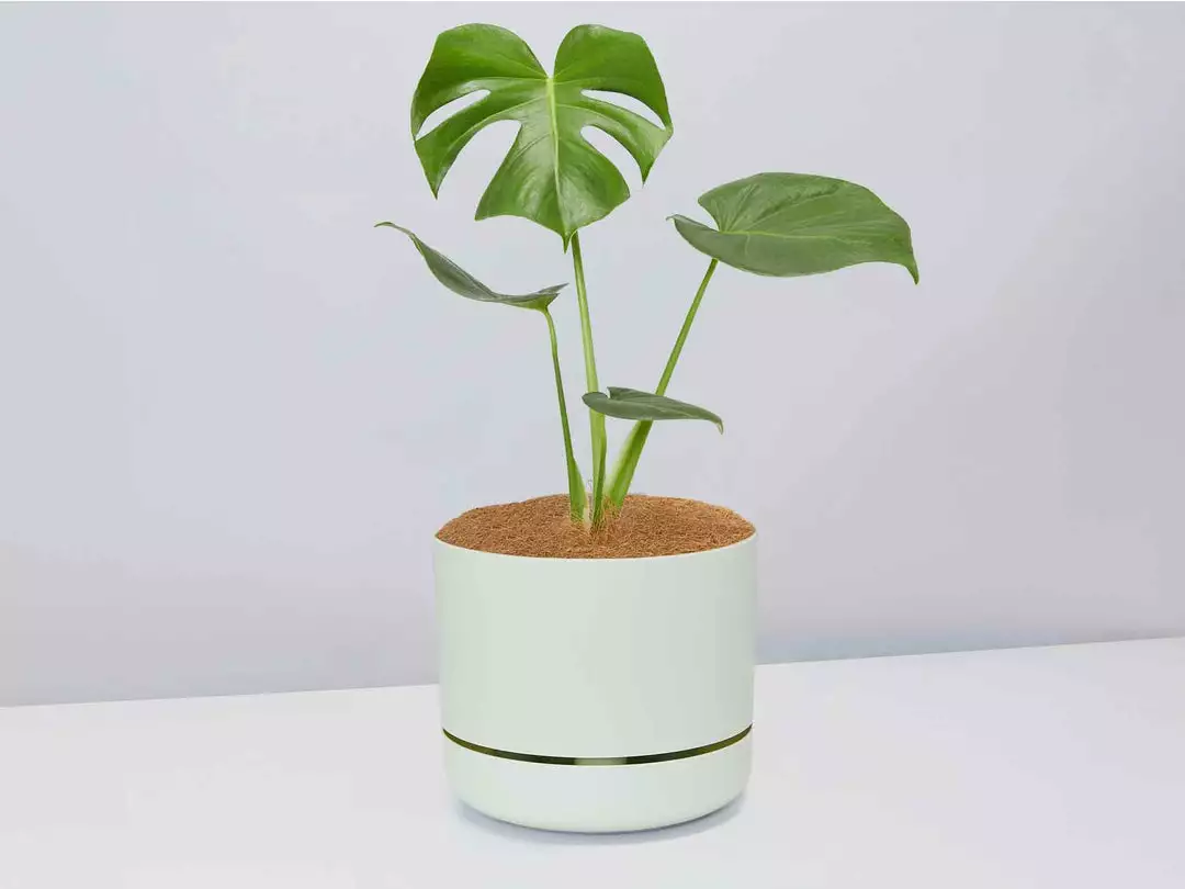 Pot + Plant Gift Box Monstera Deliciosa - Pot + Plant + Soil Birthday 8 Pot + Plant Gift Box Monstera Deliciosa - Pot + Plant + Soil Birthday