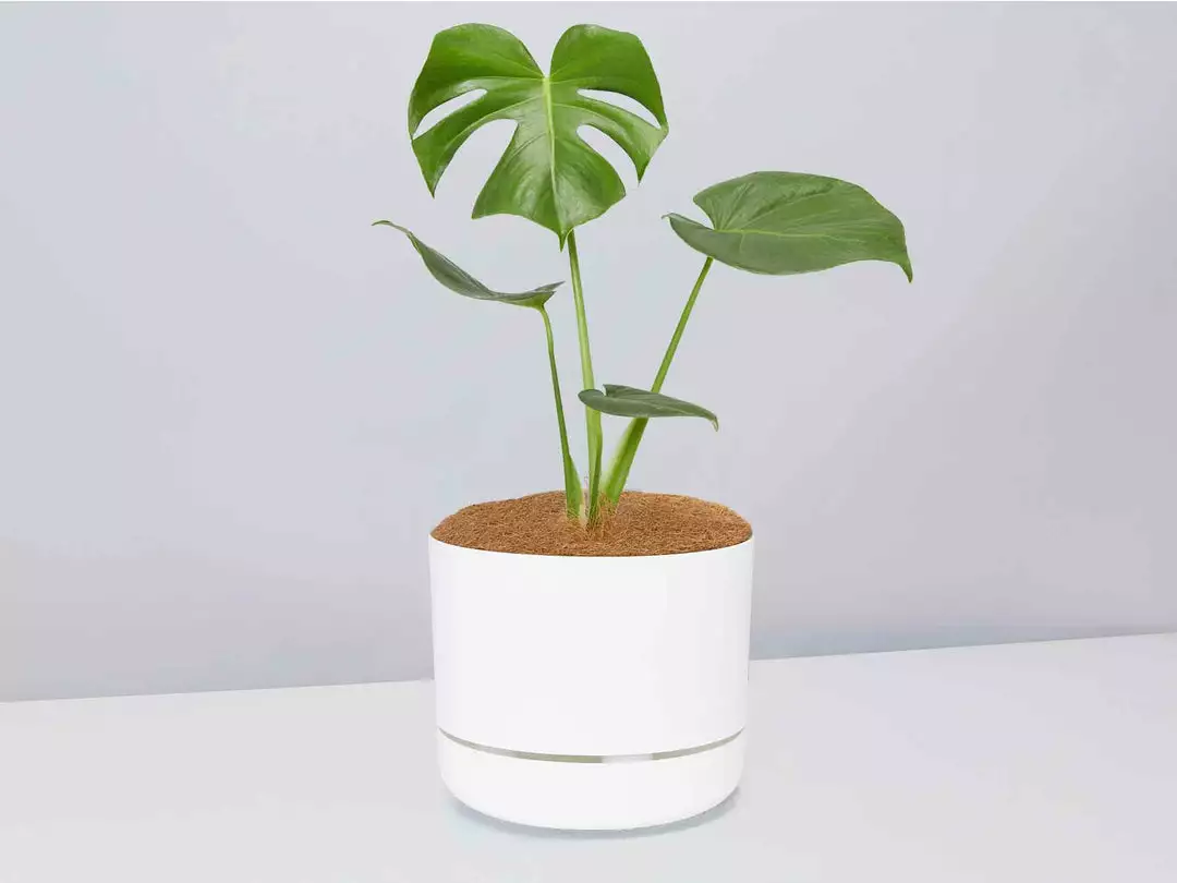Pot + Plant Gift Box Monstera Deliciosa - Pot + Plant + Soil Birthday 11 Pot + Plant Gift Box Monstera Deliciosa - Pot + Plant + Soil Birthday