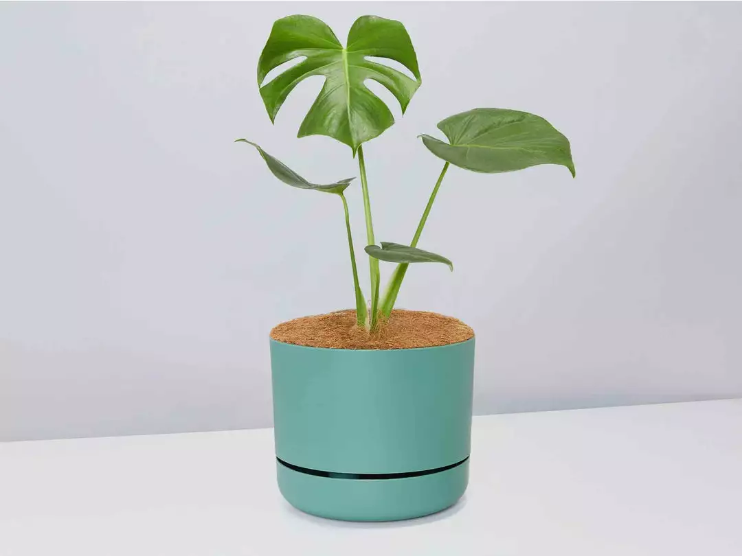 Pot + Plant Gift Box Monstera Deliciosa - Pot + Plant + Soil Birthday 10 Pot + Plant Gift Box Monstera Deliciosa - Pot + Plant + Soil Birthday