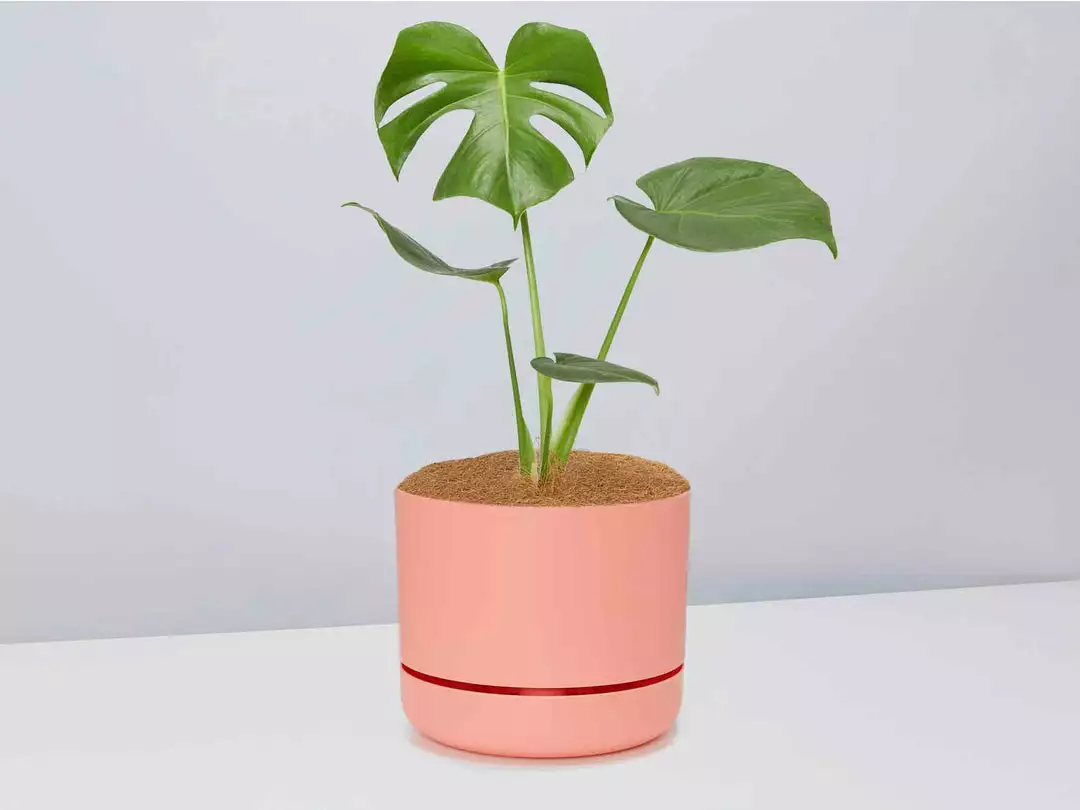 Pot + Plant Gift Box Monstera Deliciosa - Pot + Plant + Soil Birthday 12 Pot + Plant Gift Box Monstera Deliciosa - Pot + Plant + Soil Birthday