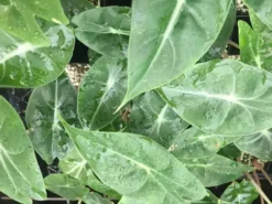 Indoor Garden Alocasias Alocasia Lowii Morocco 85mm