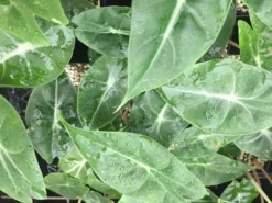 Indoor Garden Alocasia Lowii Morocco