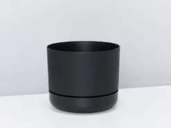 Indoor Garden Platycerium Bifurcatum 'Elkhorn Fern' - Pot + Plant 14 Indoor Garden Platycerium Bifurcatum 'Elkhorn Fern' - Pot + Plant