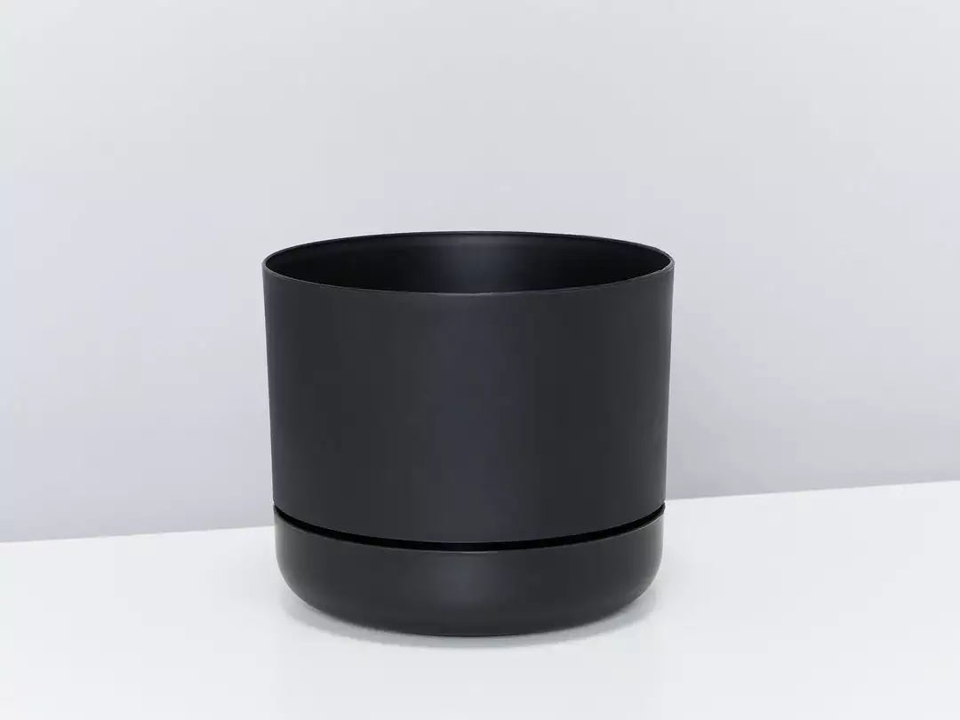 Pot + Plant Gift Box Cyrtomium Falcatum Maritimum - Pot + Plant + Soil Border Plants 11 Pot + Plant Gift Box Cyrtomium Falcatum Maritimum - Pot + Plant + Soil Border Plants