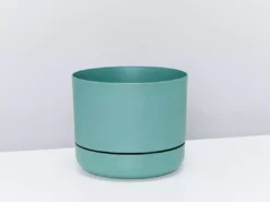 Indoor Garden Pet-friendly Indoor Plants Mr Kitly 6 Houseplants & 6 Pots - Pet-Friendly Edition 25 Indoor Garden Pet-friendly Indoor Plants Mr Kitly 6 Houseplants & 6 Pots - Pet-Friendly Edition